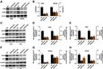 ERK1/ERK2 Antibody in Western Blot (WB)