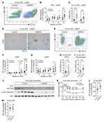 CD11c Antibody in Flow Cytometry (Flow)