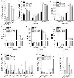 CD73 Antibody in Flow Cytometry (Flow)