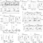 KLRG1 Antibody in Flow Cytometry (Flow)