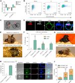 Nanog Antibody in Immunocytochemistry (ICC/IF)