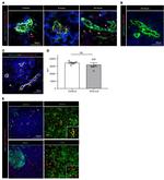 CD3 Antibody in Immunocytochemistry, Immunohistochemistry (ICC/IF, IHC)