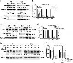 IL-6 Antibody in T-Cell Activation (TCA)