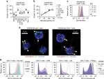 LAMP2 Antibody in Immunocytochemistry (ICC/IF)