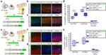 EOMES Antibody in Immunohistochemistry (IHC)