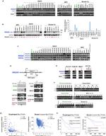 SynGAP Antibody in Western Blot (WB)