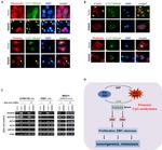 SynGAP Antibody in Western Blot (WB)