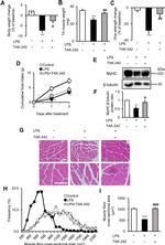 Myosin 4 Antibody in Western Blot (WB)