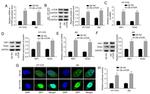 mTOR Antibody in Western Blot (WB)