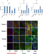 Claudin 1 Antibody in Immunocytochemistry (ICC/IF)