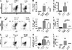 iNOS Antibody in Flow Cytometry (Flow)