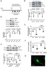 SP1 Antibody in Western Blot (WB)