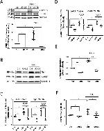 SP1 Antibody in Western Blot (WB)