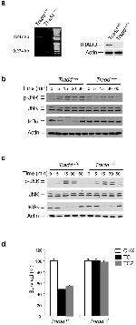 Phospho-JNK1/JNK2 (Thr183, Tyr185) Antibody in Western Blot (WB)