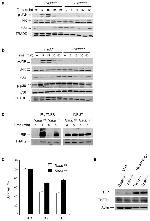 Phospho-JNK1/JNK2 (Thr183, Tyr185) Antibody in Western Blot (WB)