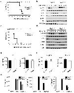 Phospho-JNK1/JNK2 (Thr183, Tyr185) Antibody in Western Blot (WB)