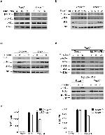 Phospho-JNK1/JNK2 (Thr183, Tyr185) Antibody in Western Blot (WB)