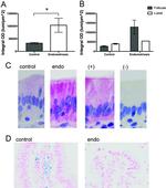 Ferroportin Antibody in Immunohistochemistry (IHC)