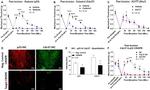 p23 Antibody in Immunohistochemistry (IHC)