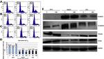 N-cadherin Antibody in Western Blot (WB)