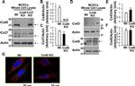 Connexin 37 Antibody in Western Blot (WB)