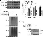 Phospho-HDAC7 (Ser318) Antibody in Western Blot (WB)