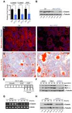 CaMKII alpha Antibody in Immunohistochemistry (IHC)