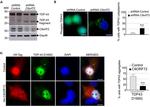 HA Tag Antibody in Immunocytochemistry (ICC/IF)