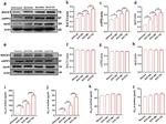 APOE Antibody in Western Blot (WB)