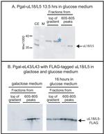 DYKDDDDK Tag Antibody in Western Blot (WB)