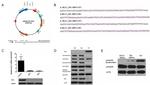 Phospho-p38 MAPK (Thr180, Tyr182) Antibody in Western Blot (WB)