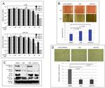 PGP9.5 Antibody in Western Blot (WB)