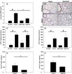 Myeloperoxidase Antibody in Immunohistochemistry (IHC)