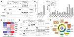 CaMKII alpha Antibody in Western Blot (WB)