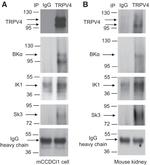 Caveolin 1 Antibody in Western Blot (WB)