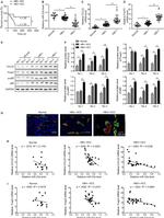 FOXP3 Antibody in Immunohistochemistry (IHC)