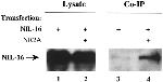NMDAR2A Antibody in Immunoprecipitation (IP)