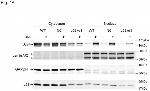 p23 Antibody in Western Blot (WB)