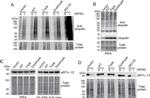 Ubiquitin Antibody in Western Blot (WB)