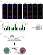 Histone H3 Antibody in Immunocytochemistry (ICC/IF)