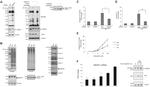 Cullin 1 Antibody in Western Blot (WB)