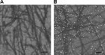 APOE Antibody in Immunocytochemistry (ICC/IF)