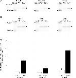 Actin Antibody in Western Blot (WB)