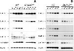 GluR3 Antibody in Western Blot (WB)