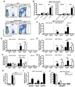 TER-119 Antibody in Flow Cytometry (Flow)