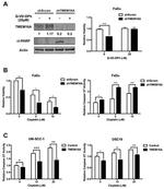 DOG-1 Antibody