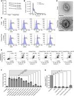 CD47 Antibody in Flow Cytometry (Flow)