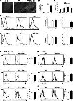 FOXP3 Antibody in Flow Cytometry (Flow)