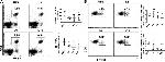 FOXP3 Antibody in Flow Cytometry (Flow)