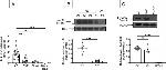 HSL Antibody in Western Blot (WB)